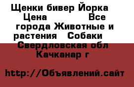 Щенки бивер Йорка  › Цена ­ 30 000 - Все города Животные и растения » Собаки   . Свердловская обл.,Качканар г.